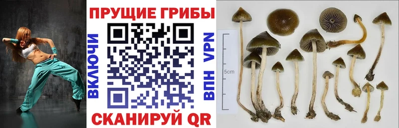 Галлюциногенные грибы MAGIC MUSHROOMS  Бузулук 